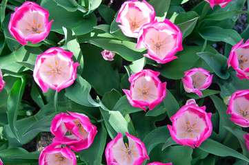 Fototapeta na wymiar Pink tulips in flower bed