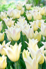 Fototapeta na wymiar Yellow tulips in flower bed