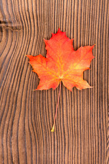 Naklejka na ściany i meble Maple leaves. Autumn maple leaves on wooden background.