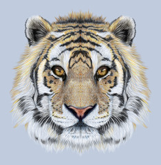 Portrait of a Tiger on blue background. Beautiful face of big cat.
