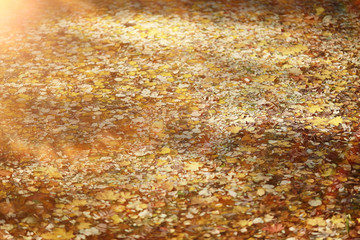 background autumn leaves in the park, nature