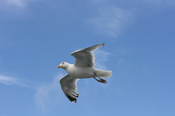 Fototapeta na wymiar flying gull (Larus argentatus)