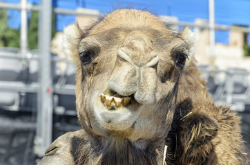 Camelus dromedarius. Dromedary, also called the Arabian camel, is showing his teeth, while he is...