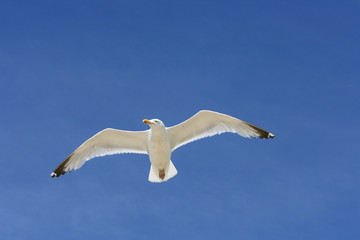 flying gull  (Larus argentatus)