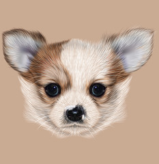 Illustrative Portrait of Chihuahua Puppy. Cute long hair bi-colour Puppy.