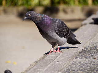 半目状態の鳩