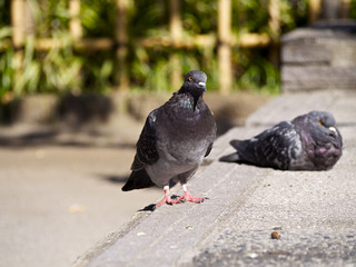 公園の鳩