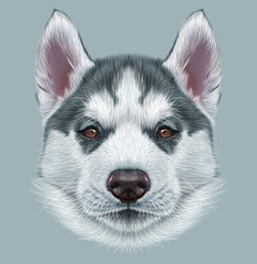 Illustrative Portrait of Husky Puppy. Cute portrait of young grey bi-colour dog with brown eyes. © ant_art19