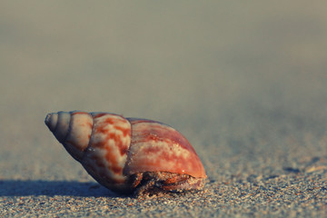 crab on sand beach coast