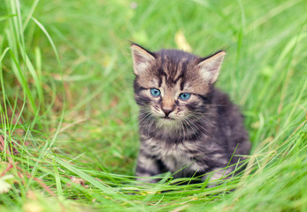 Naklejka na ściany i meble Little kitten sitting in a tall grass