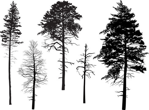 five swamp pine silhouettes isolated on white