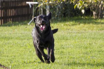 young female Labrador retriever running