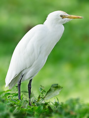 Great Egret ( Ardea alba )