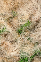 Coir rope made from the plaited husk of the coconut