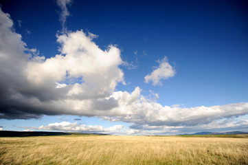 champs de bl&eacute;