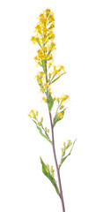 small wild yellow flowers on long stem
