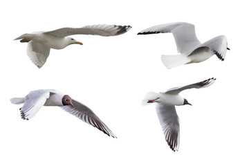 set of four isolated seagulls