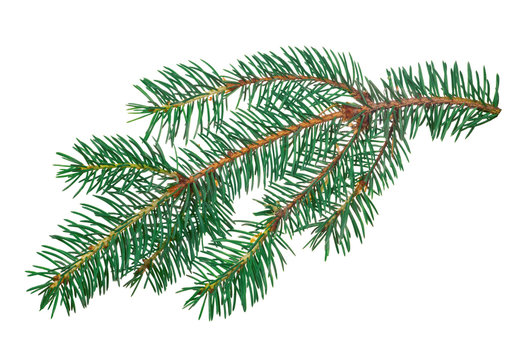 blue small isolated fir branch