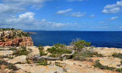 Fototapeta premium vegetation