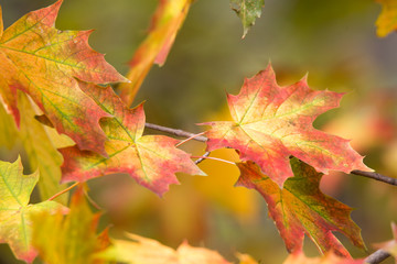 Maple leaves