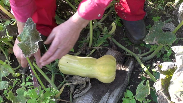 Man gardener in red and rubber boots picking pumpkin in the garden