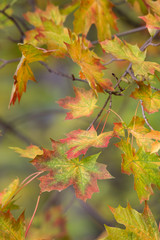 Maple leaves