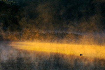 Obraz na płótnie Canvas Lone bird in the fog