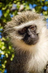 Scimmia - Sudafrica