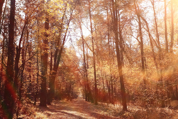 landscape background in sunny autumn park