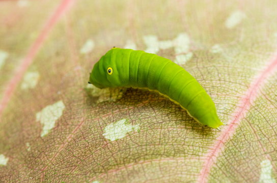 Green Caterpillar crawl on a leaf.