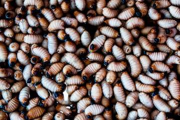 Edible palm weevil larvae from the Thailand.