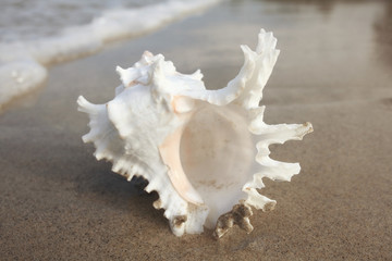 Tropical conch on a sandy beach