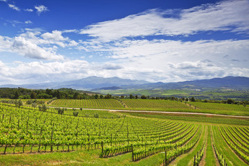 Fototapeta na wymiar Vineyards in Tuscany. Italy