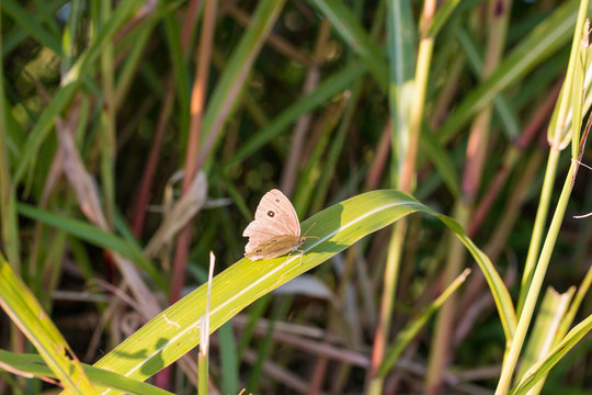 Butterfly brown color perched on a green leaf/ evening time.
