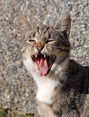 Naklejka premium funny cat yawns
