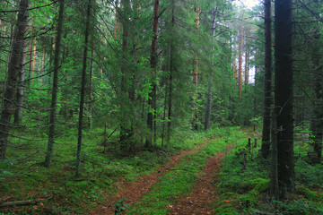Summer dense forest landscape