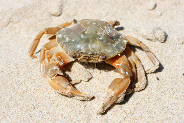Beach crab   (Carcinus maenas)