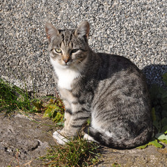 Tabby cat on background brick wall of a house