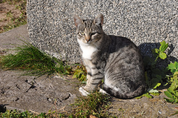 Tabby cat on background brick wall of a house