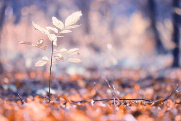 Morning in the autumn forest landscape