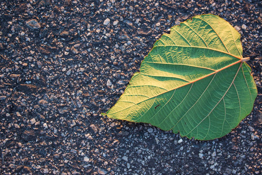 Single leaf on road / nature concept.
