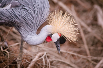 Fototapeta premium Crowned crane close up