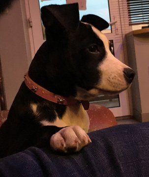 Mały szczeniak tequila