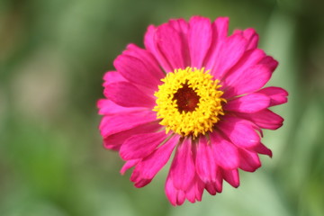 flower background stock