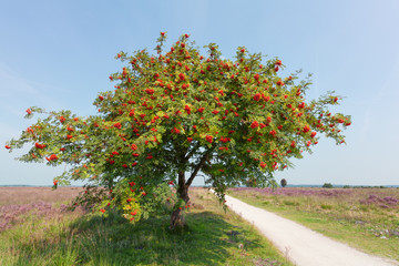 sorbus or rowan tree with berry - obrazy, fototapety, plakaty