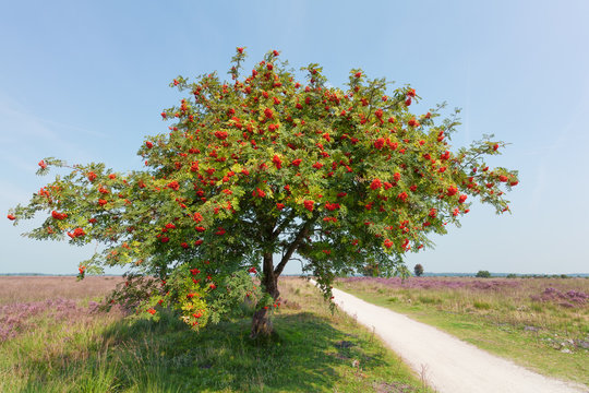 sorbus or rowan tree with berry