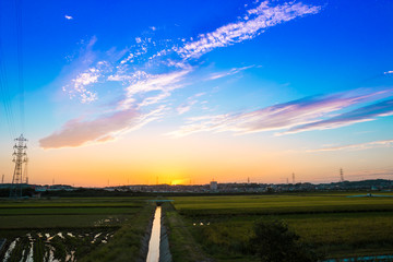 Fototapeta premium Beautiful sunset over village with green cornfield.