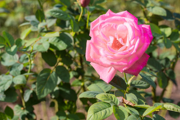 Beautiful pink rose with green leaf in a garden.