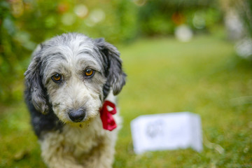 Cute look of an adopted stray dog