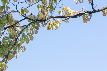 Branches in autumn with sky background.